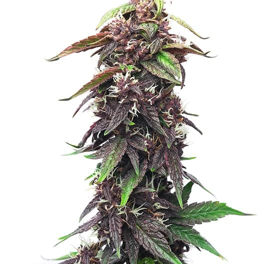 Purple Pantera Seeds