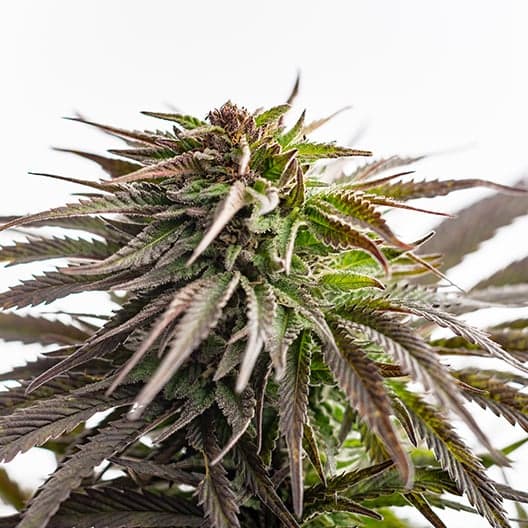 Purple Sour Diesel Seeds