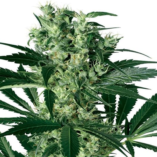 Purple Voodoo Auto Seeds