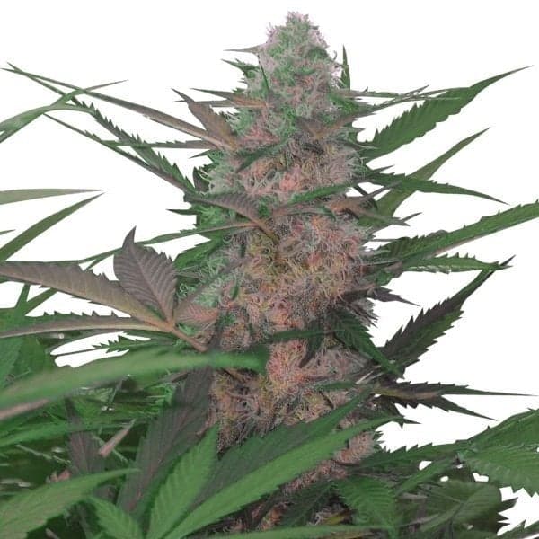 Red Congolese Auto Seeds