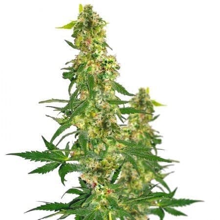 Shipwreck Seeds