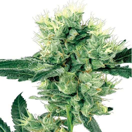 Stardawg Seeds