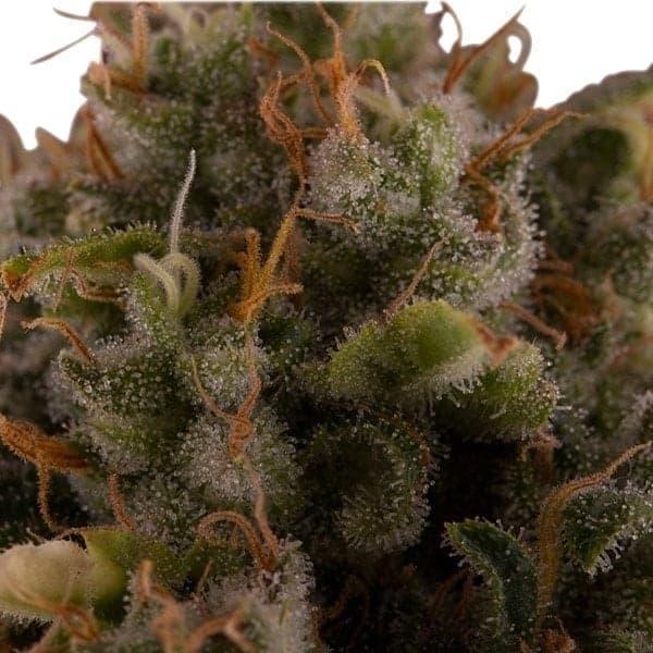 Tangerine Seeds