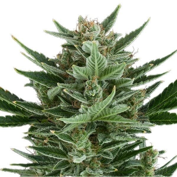 Tangilope Seeds