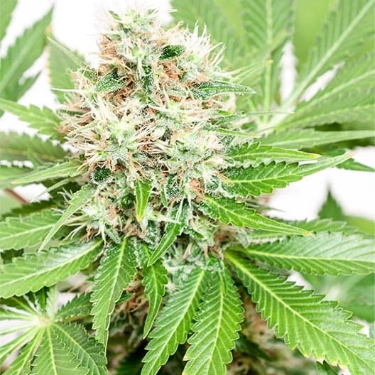 White Durban Seeds