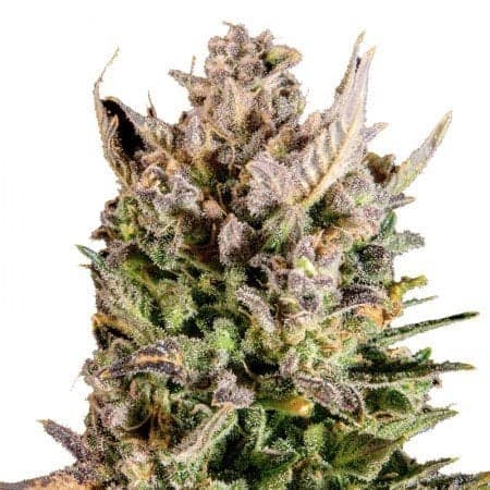 White Lightning Auto Seeds