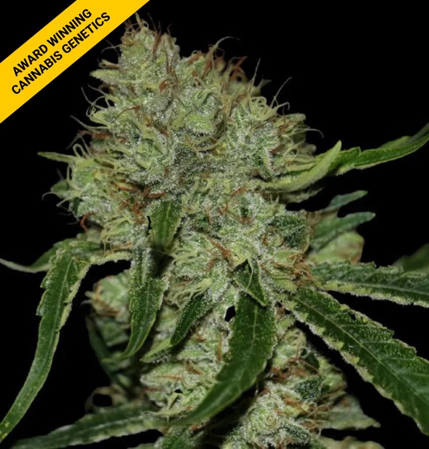 Tangielope Kush Seeds