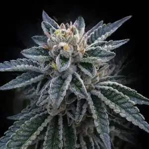 3Peat Seeds