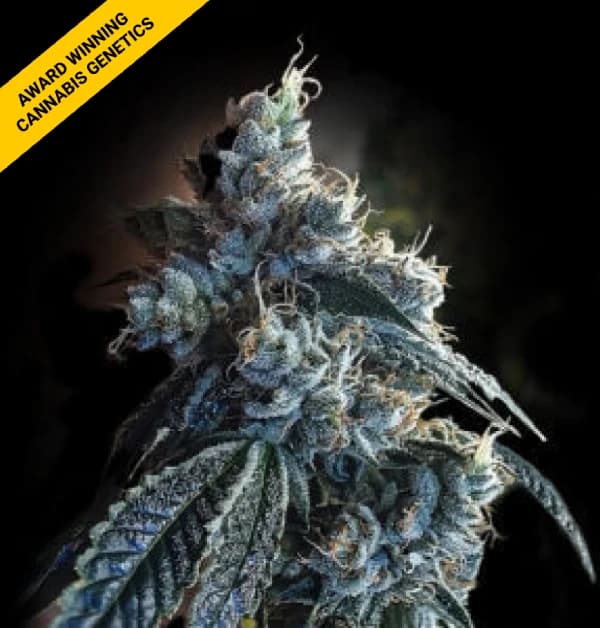 AutoBahn Seeds