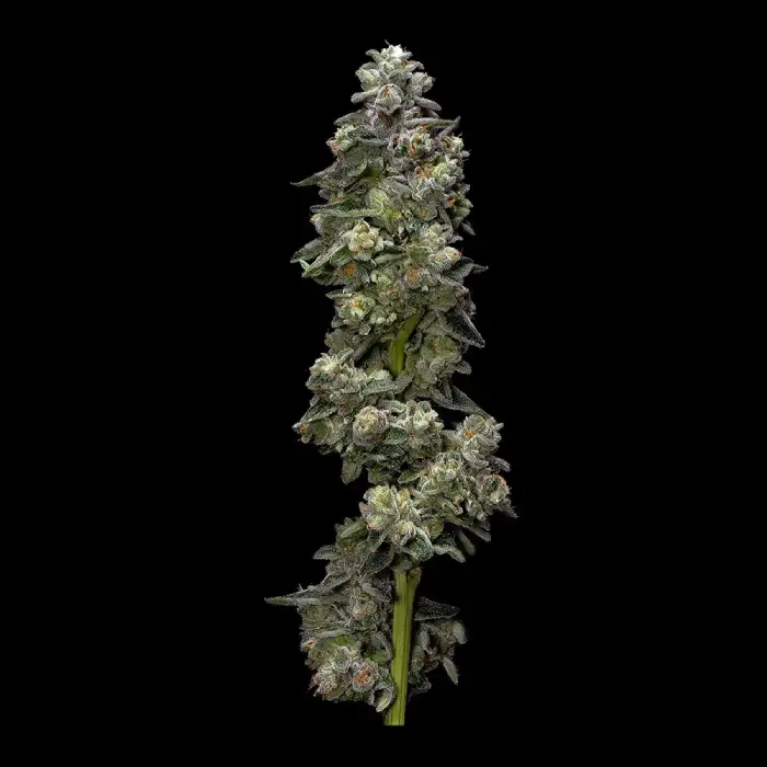 Bakers Delight Seeds