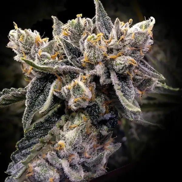 Purple Chocolope x Honey Seeds
