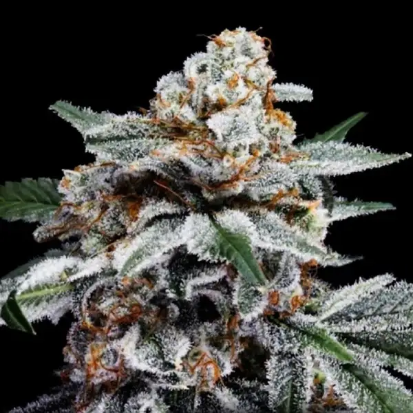 Canelo Auto for Sale Seeds