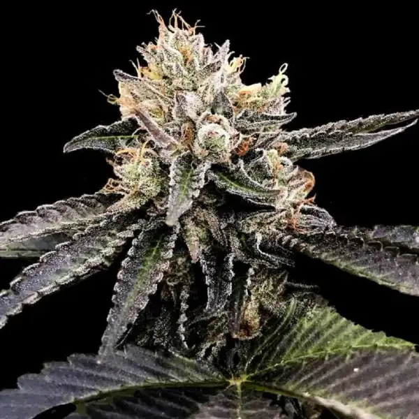 Cataract Cake Seeds