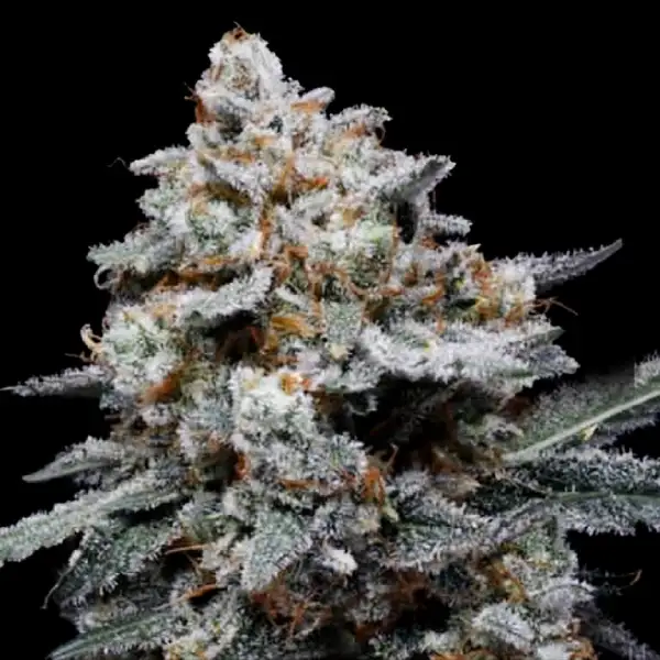 CheMACal Romance Auto Seeds