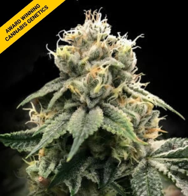 Chocolate Truffle Shuffle Seeds