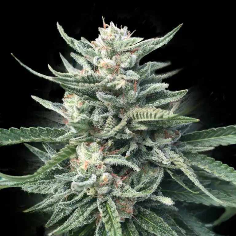 Chocolope 256 Seeds