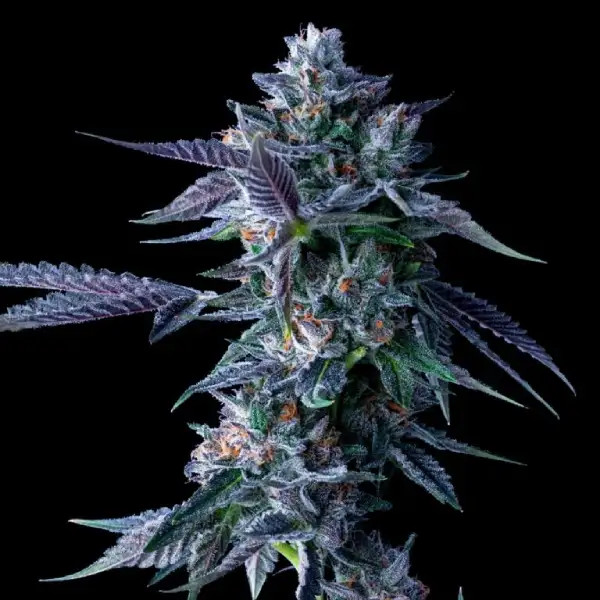 Chocolope Fem Seeds