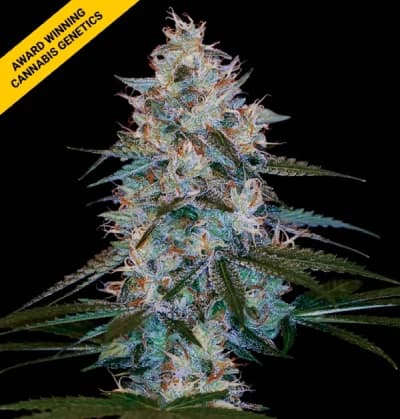 Chocolope Kush Seeds