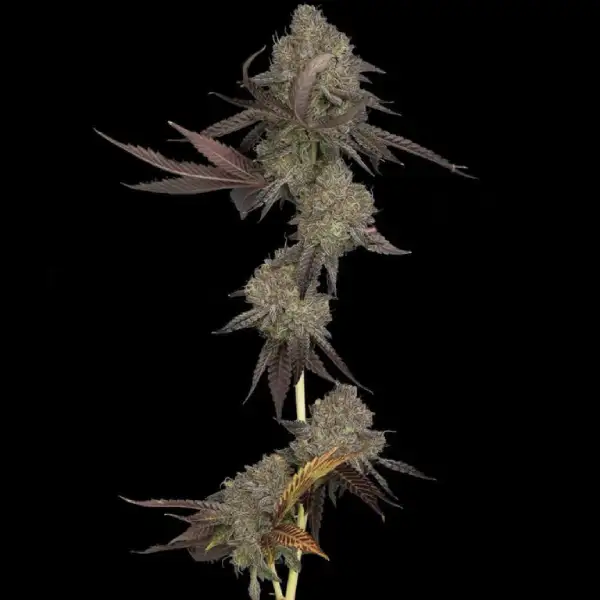 DNA Cake Autoflower Seeds