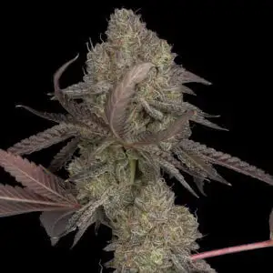 DNA Cake Seeds