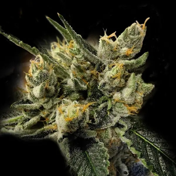 GMO Kosher Seeds