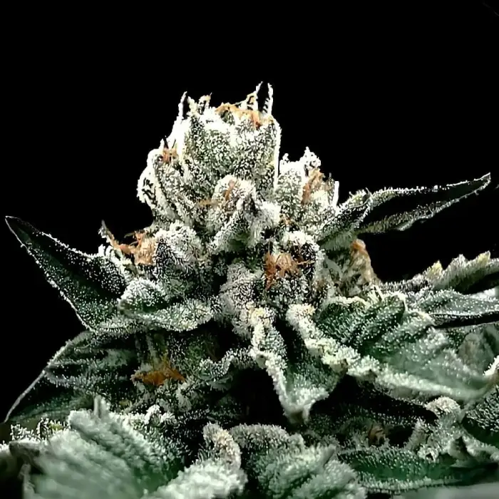 GG4 Fem (Gorilla Glue 4) Seeds