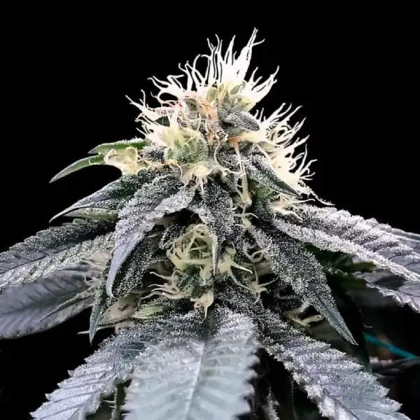 Green Crack Seeds
