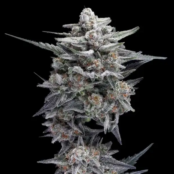 HG23 Michael Jordan Auto Seeds
