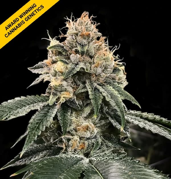 HG23 Michael Jordan Seeds