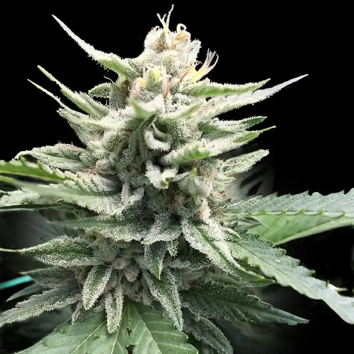 Honey Banana S1 Seeds