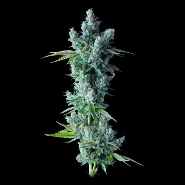 Kosher Dawg Autoflower Seeds