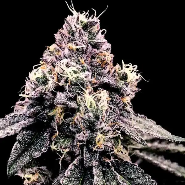 Kosher Pie Seeds