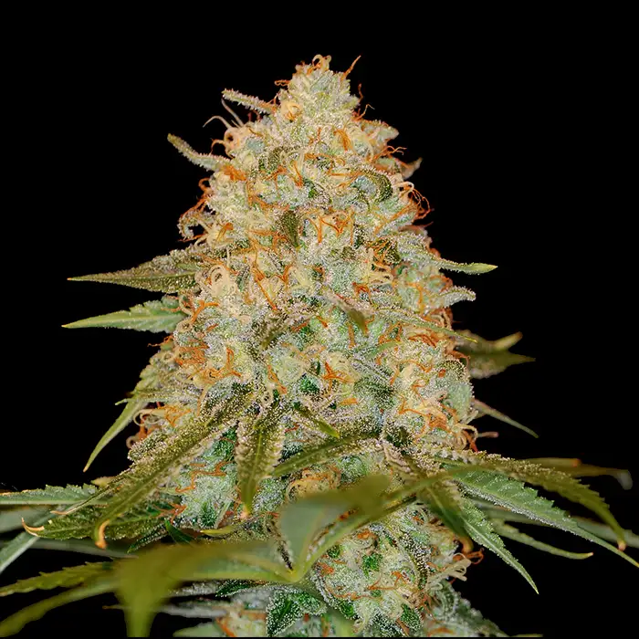 L.A. Chocolat Seeds : Premium Cannabis Seeds