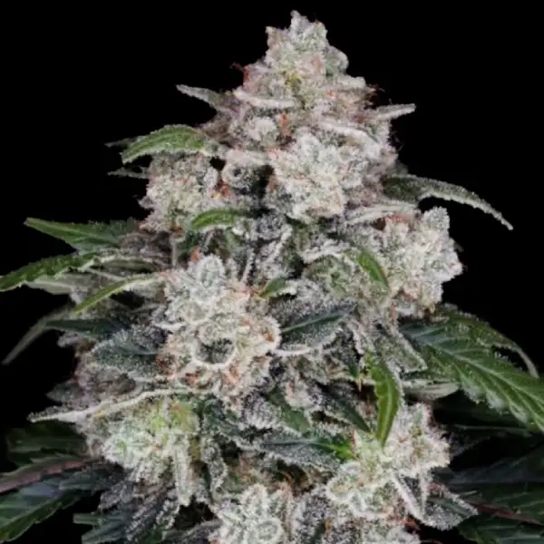 MAC N ME Autoflower Seeds
