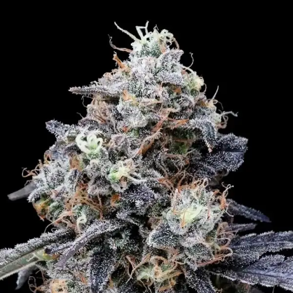 MacMelon Autoflower Seeds