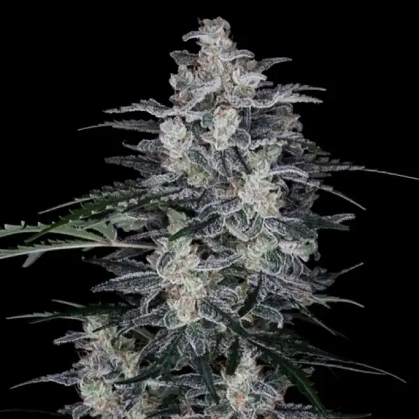 MacNana Autoflower Seeds