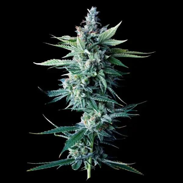 Miss DNA Auto Seeds