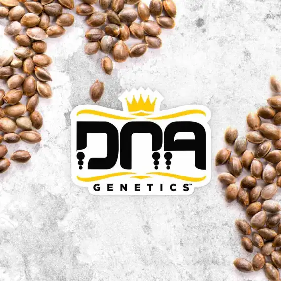 Patrick Swayze Autoflower Seeds