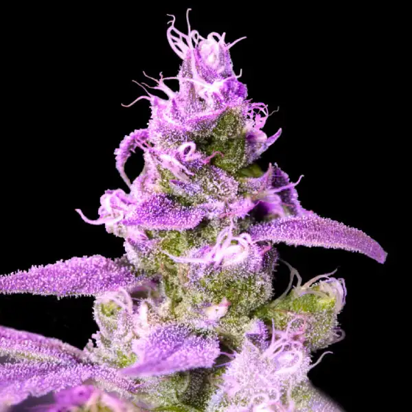 Purple Chocolope Seeds