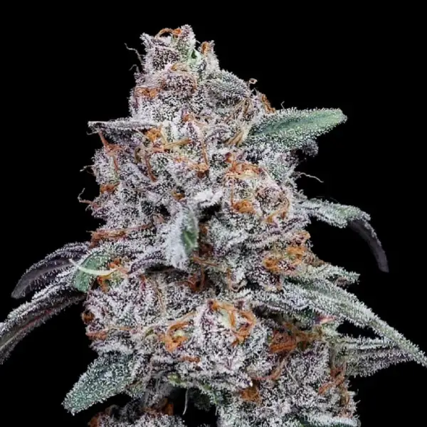 Purple People Eater Autoflower Seeds