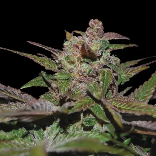 Purple Wreck Seeds
