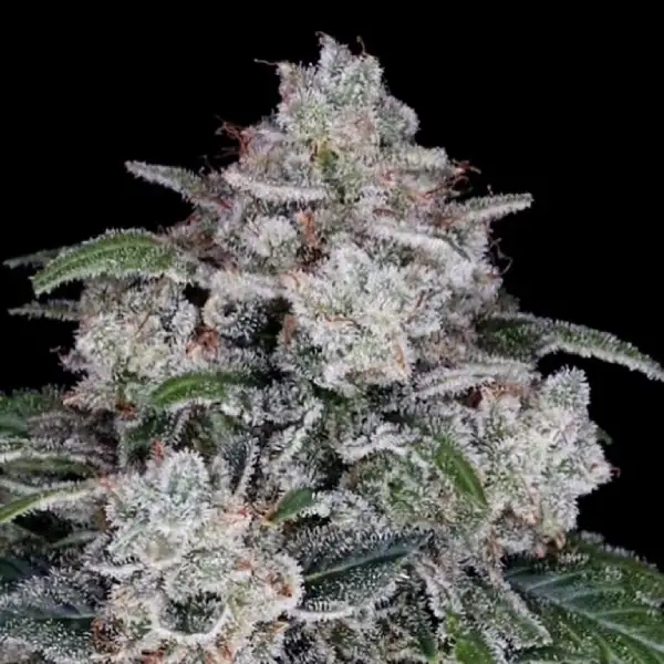 Return of the Mac Autoflower Seeds