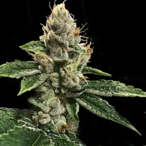RP 43’ Seeds