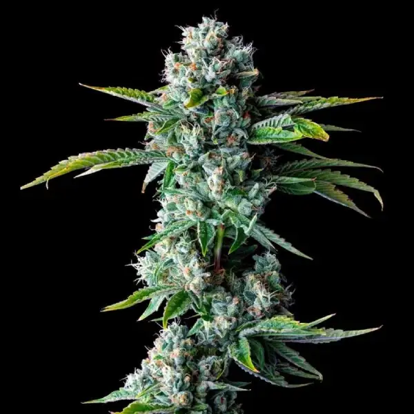 Skywalker Kush Auto Seeds