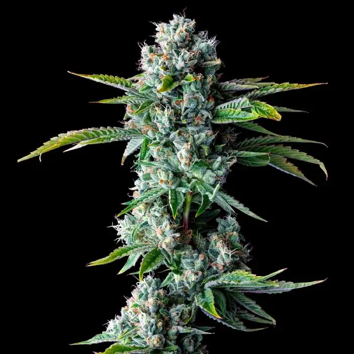 Skywalker Kush Seeds