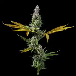 Strawberry Banana S1 Seeds