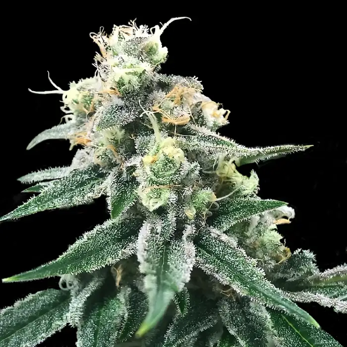 Swiss Miss Seeds