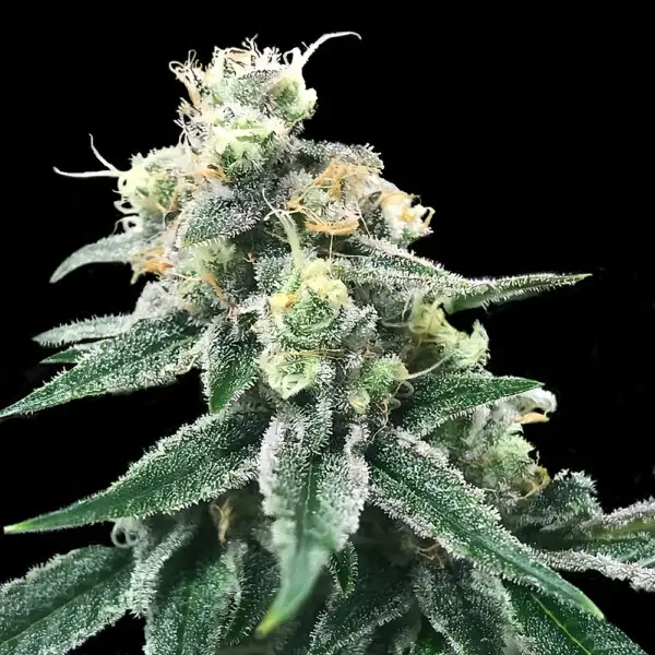 Swiss Miss Seeds