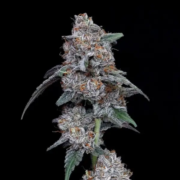 The Big Mac Autoflower Seeds
