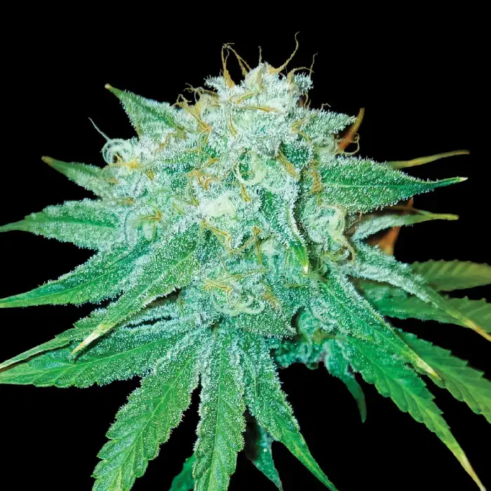 The Stinking Rose Seeds